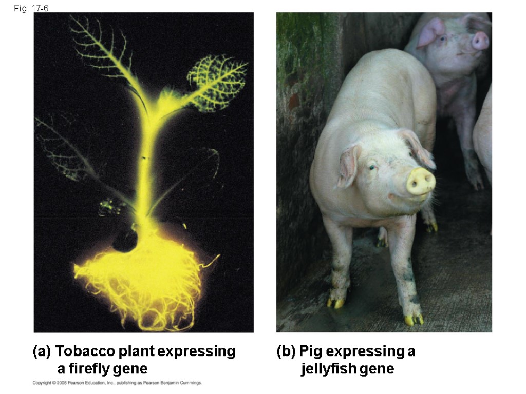 Fig. 17-6 (a) Tobacco plant expressing a firefly gene (b) Pig expressing a jellyfish